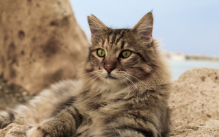 Regal cat green eyes rock - regal free wallpaper