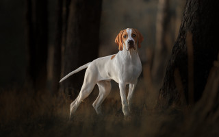 Dog forest blurry portrait destijl - de stijl free wallpaper
