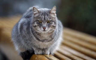 Cat bench window floor yellow - a wooden bench next free wallpaper