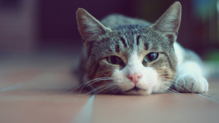 White cat sad look depthoffield - a portrait free wallpaper for desktop