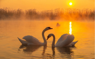 Swans lake sunset fog moon - the air above them free wallpaper