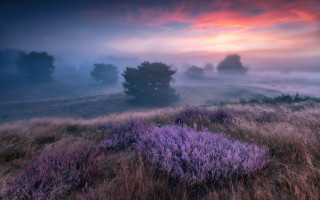 Foggy purple field tree sunset - the fog free wallpaper