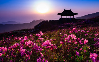 Flower field pagoda sunset mountains - a pagoda in the background free wallpaper