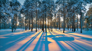 Snowy forest car shadows sunlight - a car free wallpaper