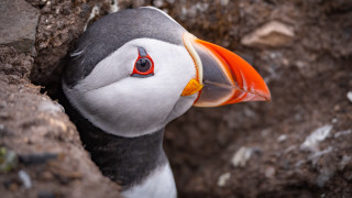 Bird bright orange beak black - orange beak free wallpaper