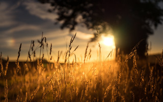 Field sunset tree grass clouds - free light wallpaper