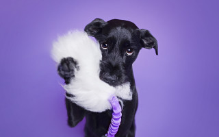 Black dog purple toy ropedog - its neck free wallpaper for desktop