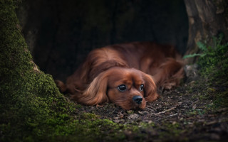 Dog forest moss tree bush - the middle of a forest free wallpaper