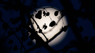 Full moon tree branches night - the branch of a tree free wallpaper