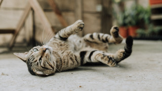 Cat laying on back blurred - paw free wallpaper