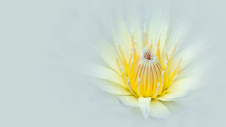 Yellow white flower water drops - the center of the flower free wallpaper