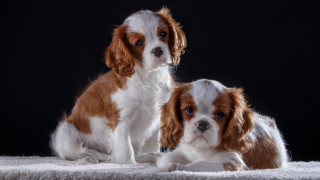 Two small dogs blanket black - a photocopy free wallpaper