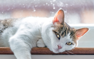 Cat snowy window sill animal - the snow outside free wallpaper