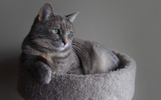 Regal cat in bed blue - a portrait free wallpaper