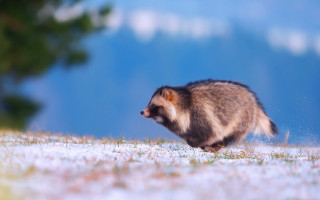 Furry animal snow field blurry - a pastel free wallpaper