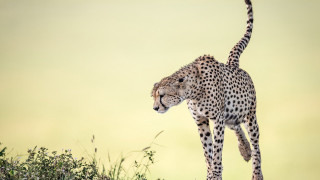 Cheetah grassy hill arabesque wildlife - a grassy hill free wallpaper
