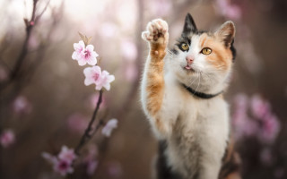 Cat branch cherry blossoms bokeh - elke vogelsang free wallpaper