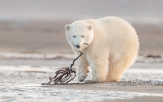 Polar bear beach branch twig - a polar bear free wallpaper