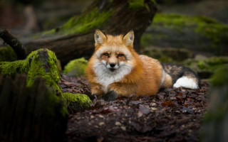 Red fox woods moss focus - the ground and trees free wallpaper for desktop