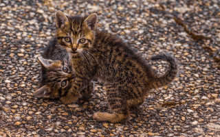 Kittens playing gravel rocks fence - rock and gravel free wallpaper
