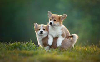 Shiba inu dogs playing grass - two small dog free wallpaper