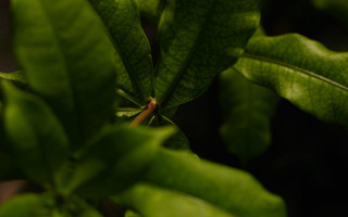 Green leafy plant red center - a green leafy plant free wallpaper for desktop