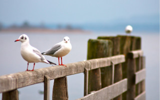 Birds fence water blue sky - two bird free wallpaper