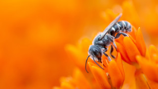 Bees flower sun autumn macro - orange flower free wallpaper