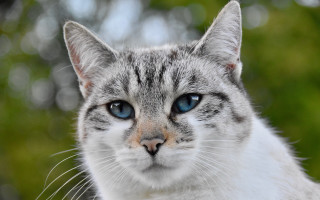 White cat blue eyes portrait - the background behind free wallpaper