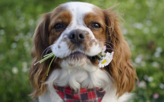 Dog flower grass outdoors bokeh - a flower free wallpaper for desktop