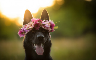 Dog flower crown smile furry - a flower crown free wallpaper
