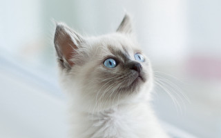 White cat blue eyes window 4 - something outside free wallpaper