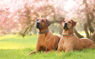 Dogs grass trees blossoms falling - two dog free wallpaper for desktop