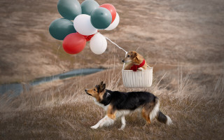 Dog basket balloons animal photography - the other side free wallpaper