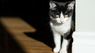 Black white cat wall door - chiaroscuro free wallpaper
