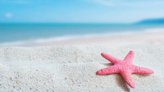 Pink starfish sandy beach ocean - white sand free wallpaper