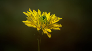 Yellow flower green center dark - dennis flanders free wallpaper