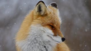 Fox snow aurora constellation night - a fox free wallpaper for desktop