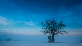 Lone tree snowy field blue 8 - volumetric fog free wallpaper