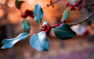 Branch berries leaves bokeh macro 2 - red berry free wallpaper