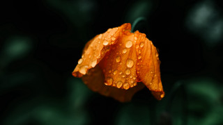Flower water droplets orange macro 2 - fiona stephenson free wallpaper for desktop