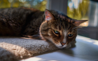 Cat shiba inu blurry depth - the camera len free wallpaper