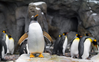 Penguins rock zoo rayonism tiltshift - a penguin free wallpaper