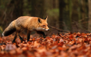 Red fox autumn leaves forest - autumn time free wallpaper