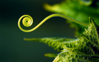 Green plant spiral stem macro - stem and a blurry background free wallpaper for desktop