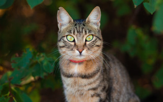 Black cat green eyes red 2 - a red collar free wallpaper for desktop