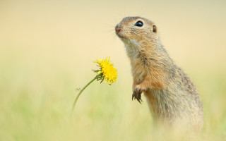 Squirrel standing dandelion field ecological - its hind leg free wallpaper
