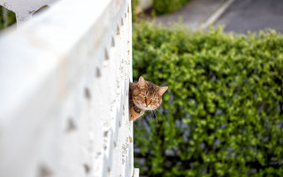 Cat window bush house stuckism - stuckism free wallpaper for desktop