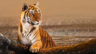 Tiger log water distance blurry - bengal school of art free wallpaper