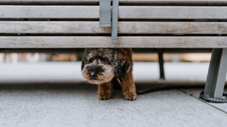 Dog bench sidewalk staring blurry - stuckism free wallpaper for desktop